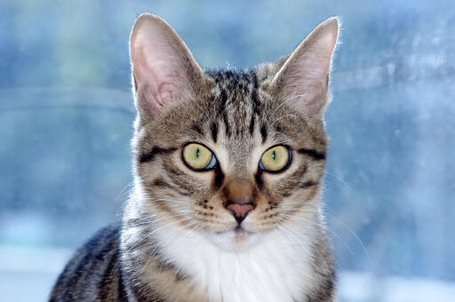 DraGon li katteportræt med intense øjne