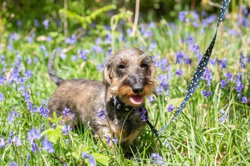 Hund går tur med sin leoparddesign-sele