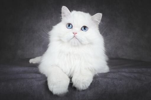 Fluffy blåøjet persisk kat portræt