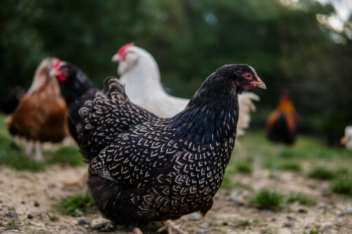 Barnevelder-kylling-grazing