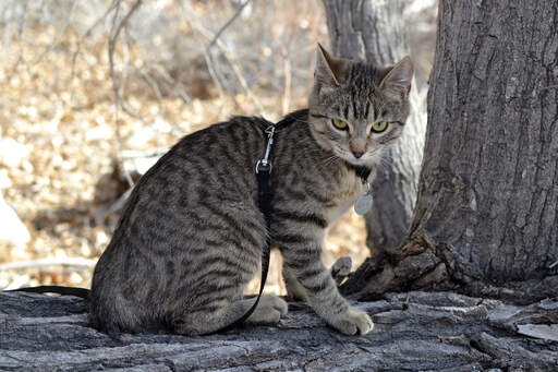 En dejlig amerikansk bobtail med tabby markeringer