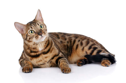 Bengalsk kat | Breeds