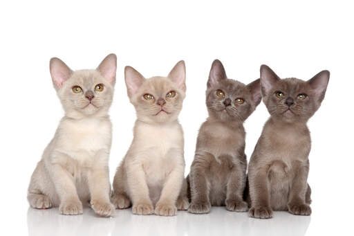 En gruppe GorGeoos burmesiske kattekillinger