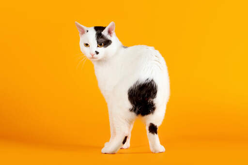 En glad japansk bobtail kat, der viser sin hale frem