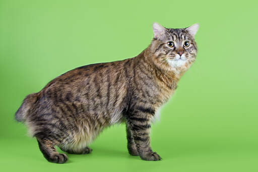 En brun tabby kurillian bobtail med et vildt udseende