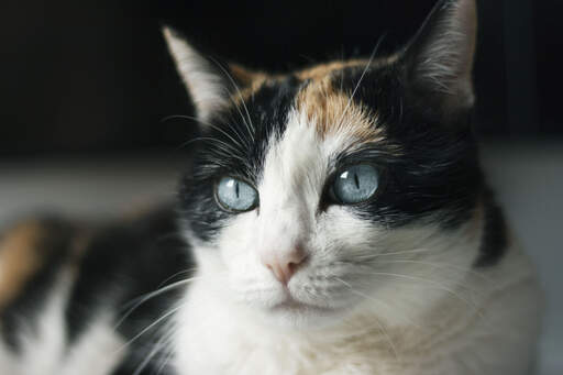 En ojos azules kat med de lyse blå øjne, som den er berømt for
