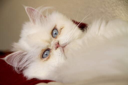 En smuk cameo kat med blå øjne
