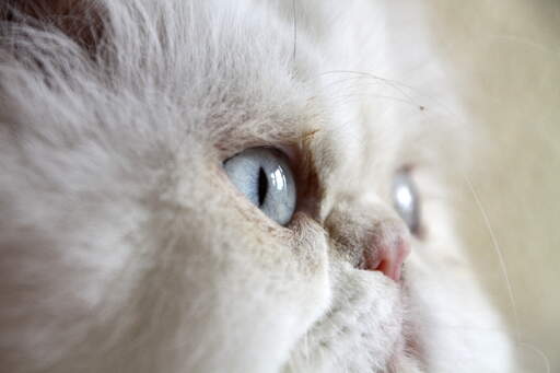 En dejlig cameokat med blå øjne og en lyserød næse