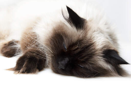 En søvnig himalayan persian kat