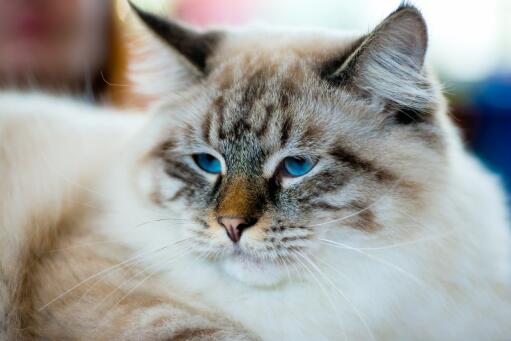 En smuk ragamuffin kat med dejlige blå øjne