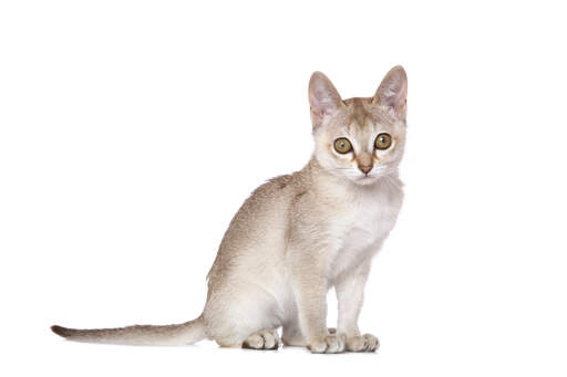 En ung singapura kat med store øjne