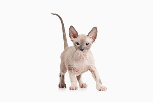 Sphynx kat Cat