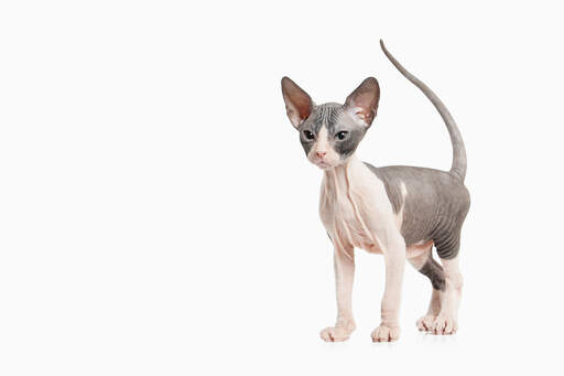 En tofarvet sphynx kat