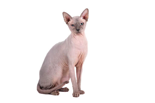 Den første sphynx kat blev kaldt prune