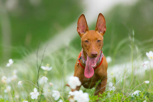 Cirneco dell'etna hund med tungen ud i en blomstermark