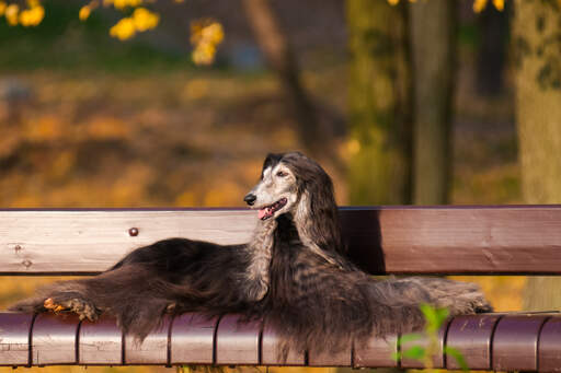 En smuk mørkhåret afghansk hund, der nyder et hvil på en parkbænk