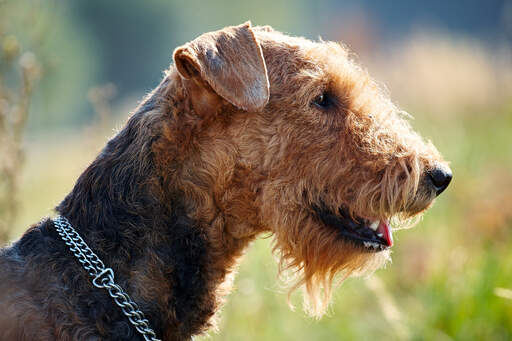 Et nærbillede af en airedale terriers trådede pels og skæg