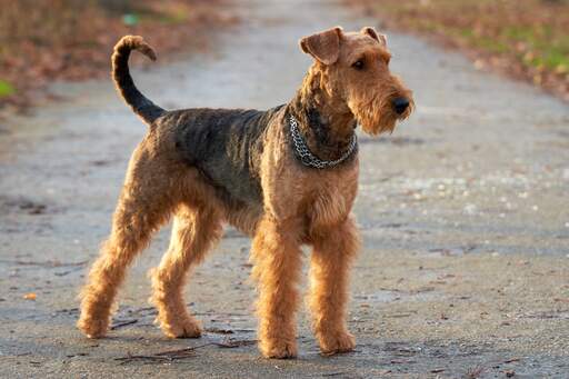 Airedale Terrier hund | Dog