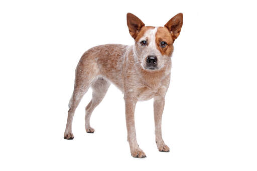 En ung, brun og hvid australian cattle dog