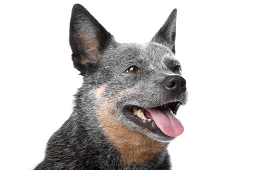 De karakteristiske spidse ører hos den australske kvæghund