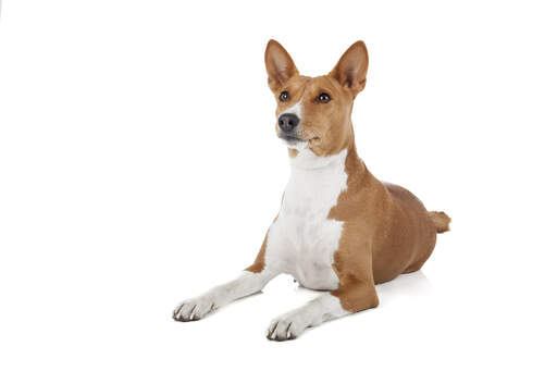 En smuk ung brun og hvid basenji, der ligger ned