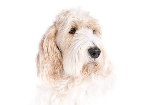 Fransk basset griffon clearance