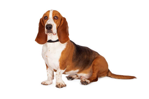 bang inch lyserød Basset Hound hund | Dog Breeds