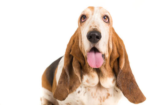 Basset Hound Dog Breeds