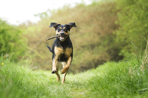 En vidunderlig ung beauceron, der nyder lidt motion udenfor