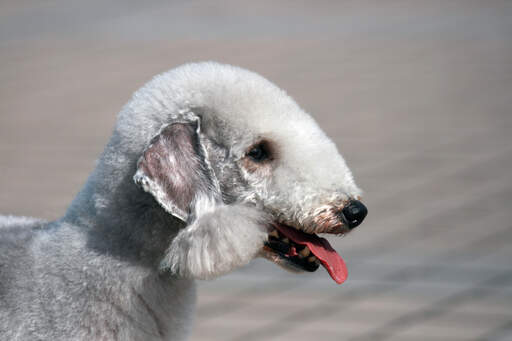 Et nærbillede af en bedlington terriers dejlige hvide hår og spidse næse