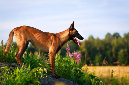 En belgisk malinois, der viser sin vidunderlige fysik frem