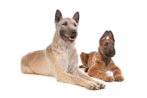 En ung og en voksen belgisk hyrdehund (laekenois), der ligger ved siden af hinanden