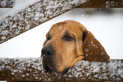 En blodhund, der hviler sit hoved på en port i den Snow