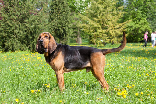 En voksen hanblodhund, der viser sin vidunderlige, lange krop frem