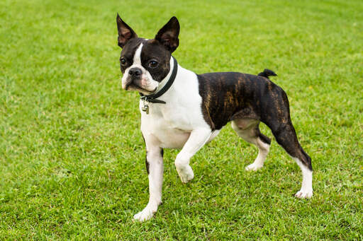 En dejlig, lille han boston terrier, klar til at lege