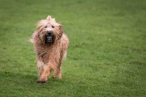 En rask briard leger med en bold udenfor