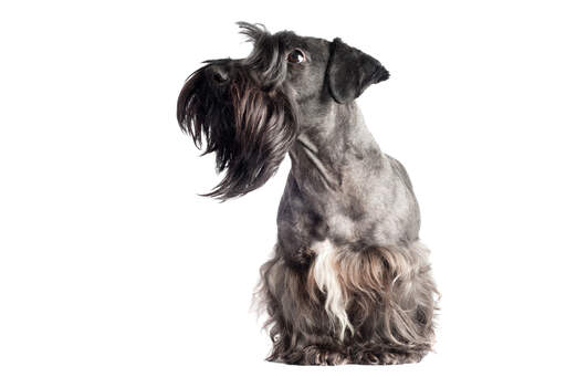 En cesky terrier, der viser sit pæne skæg og store smukke øjne