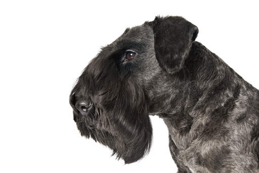 Et nærbillede af en cesky terrier vidunderligt pænt skæg