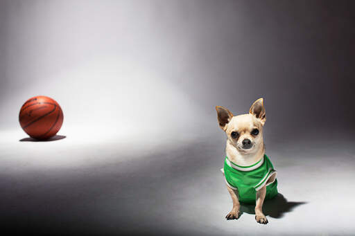 En lille chihuahua klædt i en basketball-top