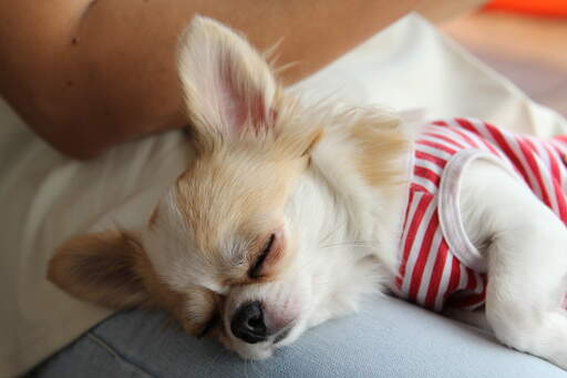 En træt chihuahua i stribet tøj, der sover en lur