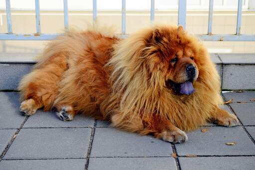 En vidunderlig voksen chow chow chow hviler på fortovet