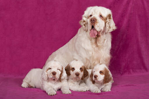 En mor clumber spaniel med sine tre smukke hvalpe