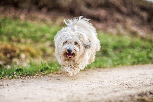 En springende coton de tulear på en gåtur