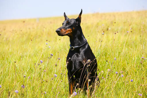 En doberman pinscher, der sidder meget højt og viser sin utrolige mørke pels frem