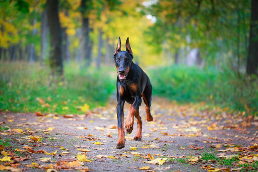 En sund, voksen doberman pinscher, der springer mod sin ejer