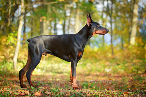 En doberman pinscher han, der viser sin stubbe hale og muskuløse krop frem