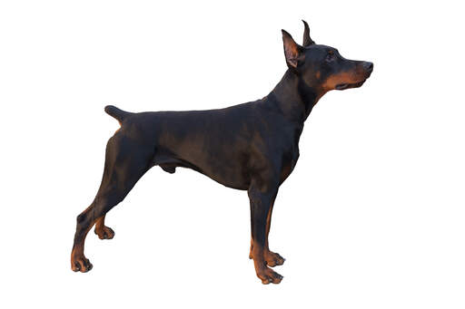 En ung doberman pinscher, der viser sine lange ben og sin stubbe hale frem