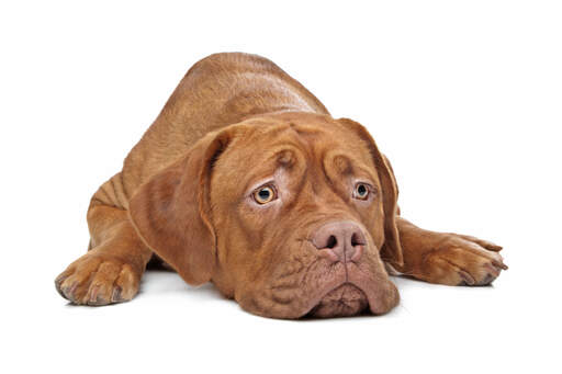 De smukke øjne fra en ung dogue de bordeaux