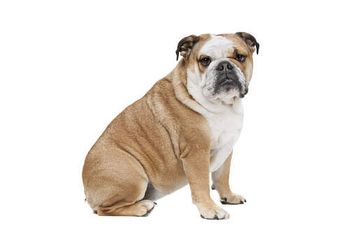 En smuk voksen engelsk bulldog, der sidder meget pænt