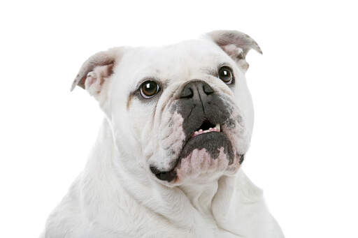 Et nærbillede af en hvid engelsk bulldog, der har en sammenpresset næse